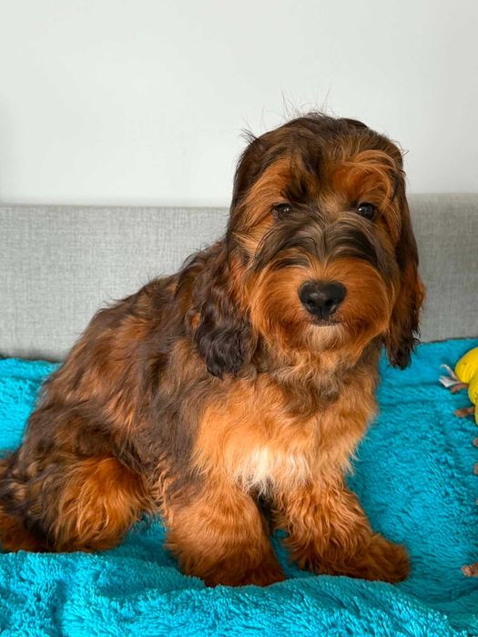 Cockapoo f1 -Suczka /gotowa na zmianę domku