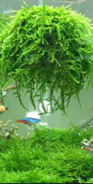 Mech Pilo moss mech.