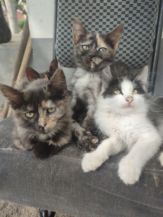 Котики в добрі руки