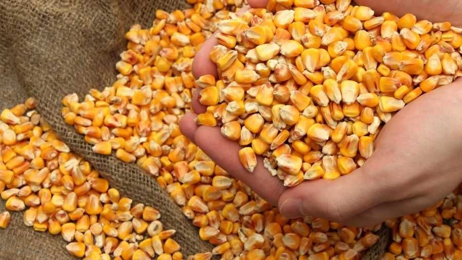 Продам кукурудзу