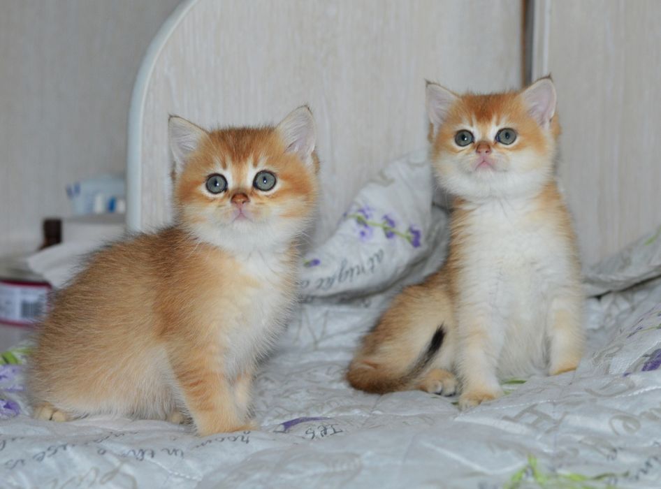 Шикарні котятка шотландці