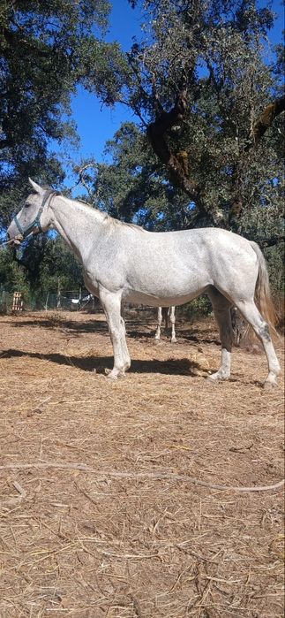 Cavalo cruzado Português