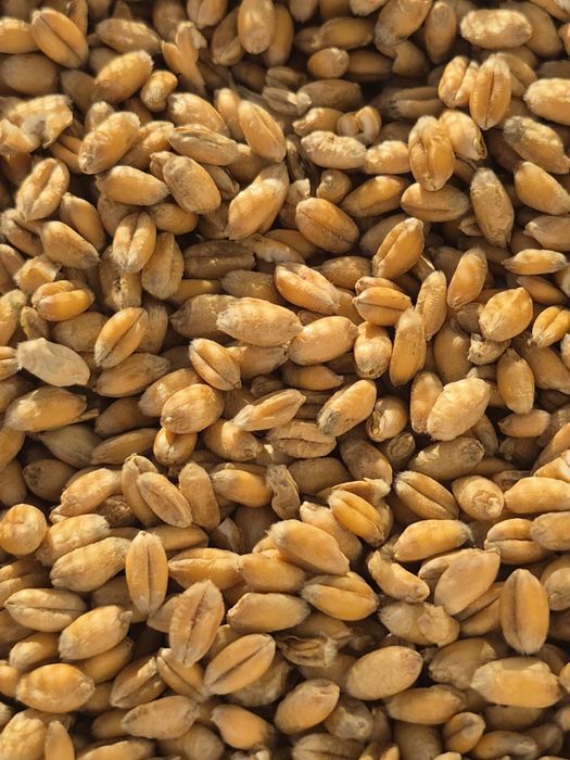 Pszenica tego roczna