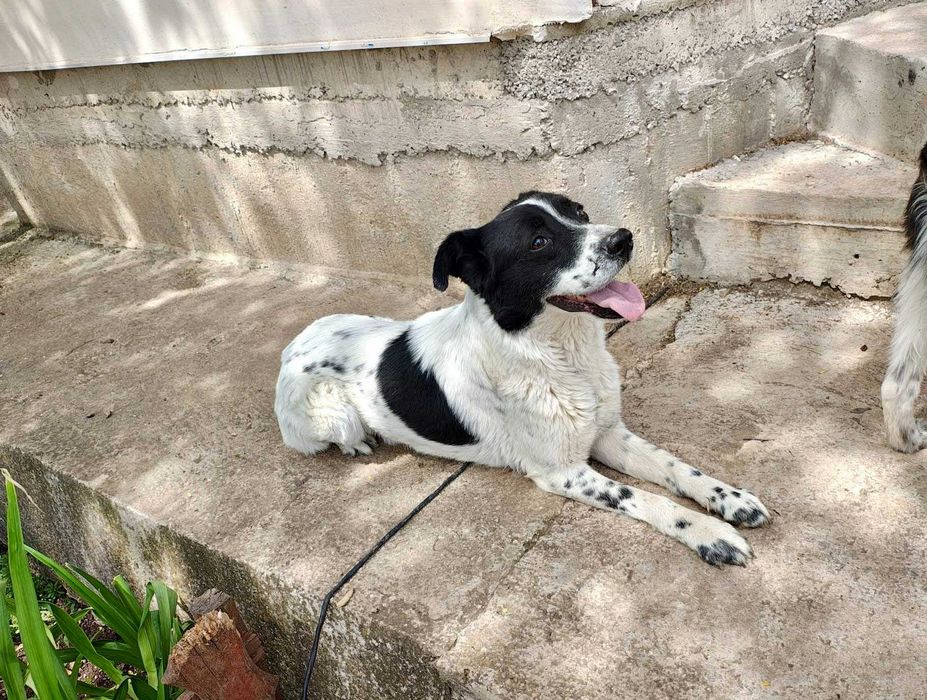 Oreo  radosny , aktywny pies do adopcji.