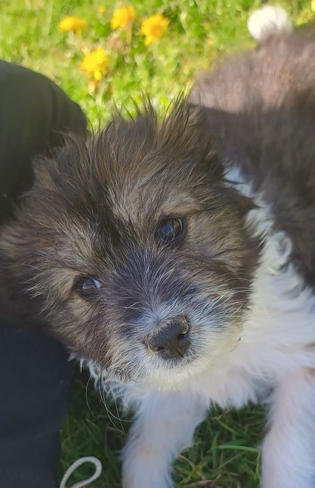 Szczeniaki po rodzicach bolder colli i shih tzu