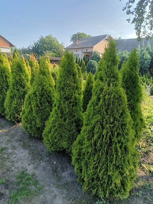 Продам туї  і  ітуї смарагд голд.