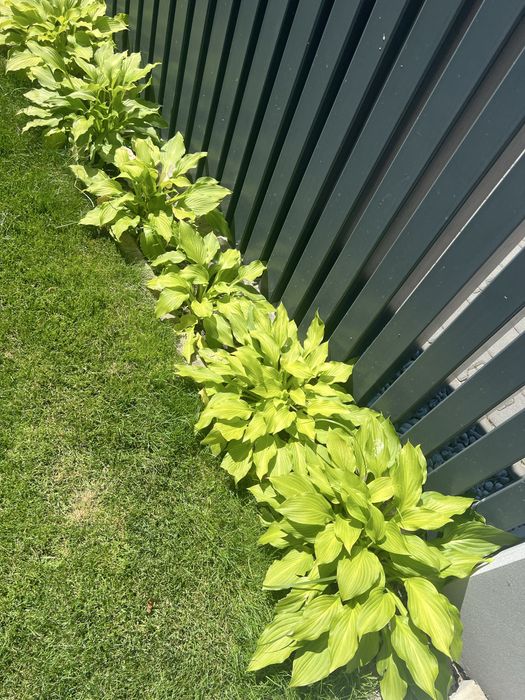 Kilkadziesiat sztuk hosty funkia