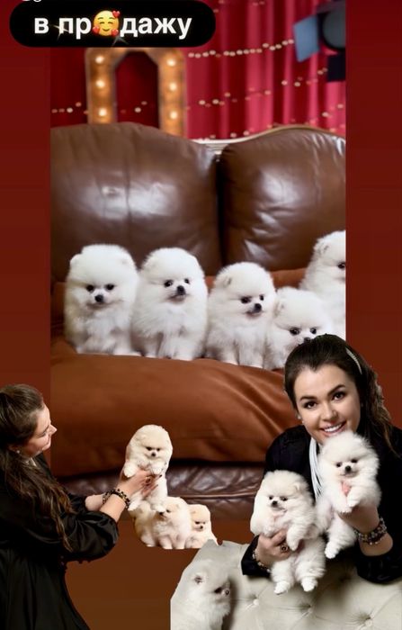 Породні чистокровні з документами VIP цуценята померанські шпіци.