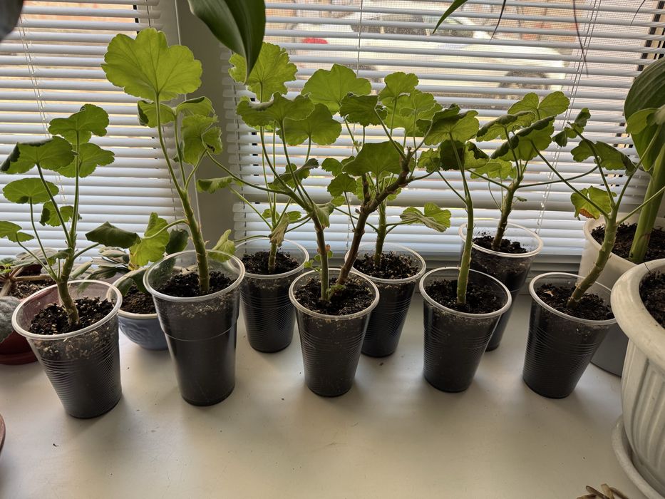 Пеларгонії колір сюрприз