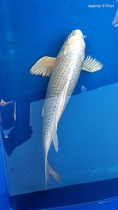 Karp koi long fin