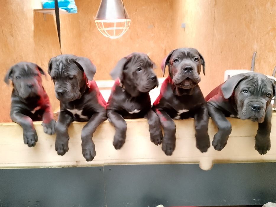 Cane corso Italiano suczka paszport UE