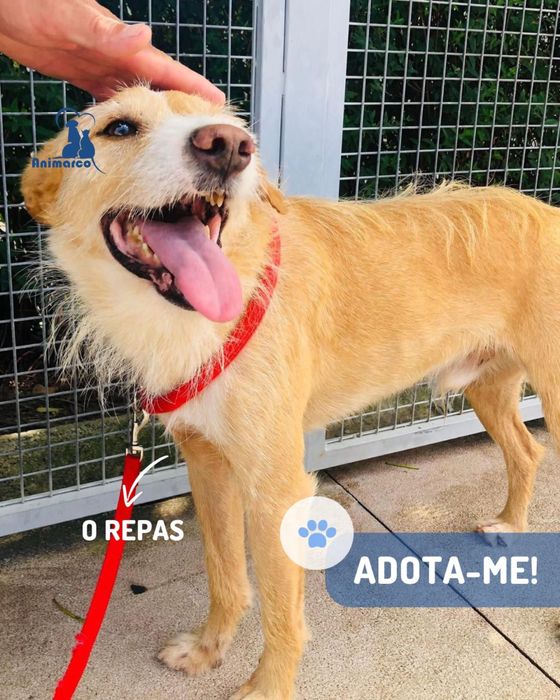 Repas - cao jovem medio-pequeno para adocao