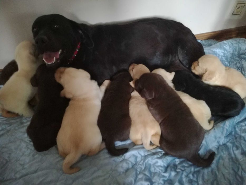 Labrador   piesek z metryka po Championie