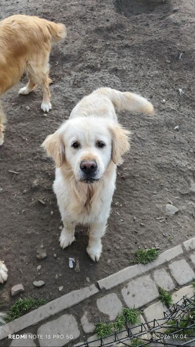 Golden Retriever sunia