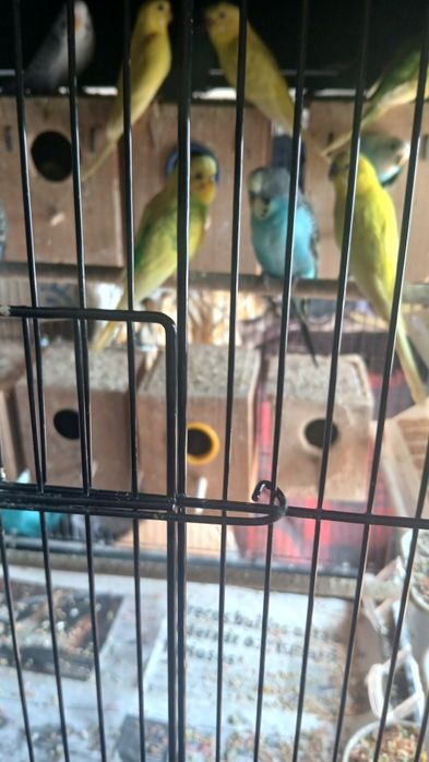 Troco 1 casal de periquitos por um casal de canários