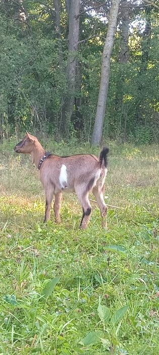 Продам  двох кізочок  Альпійської породи.