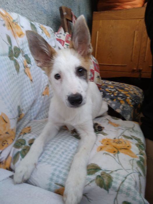 Девочка Луна 3,6мес.в хорошие руки!