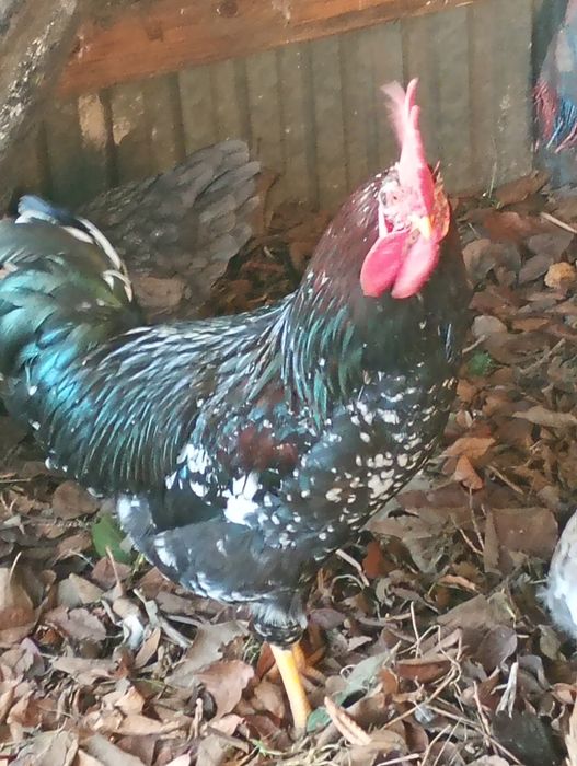 Kogut rasa Kwiaty Szwedzkie