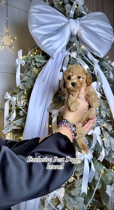 Карамельні яскраві дівчата і хлопчики. Цуценята мальтіпу ф1. Мальтіпу