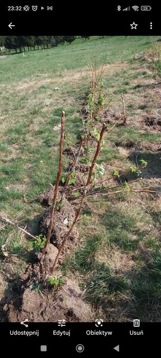 Sadzonki malin krzewy 20 sztuk - 80zl