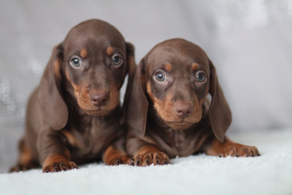 **Jamnik czekoladowy***