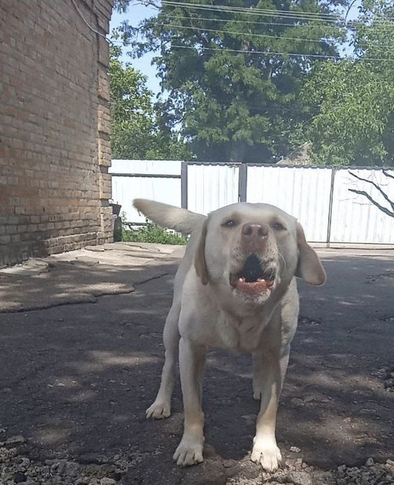 Лабрадор ретривер для в’язки. 

«