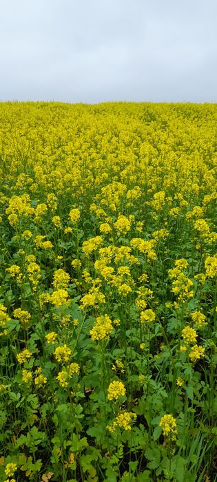 Gorczyca biala gracja