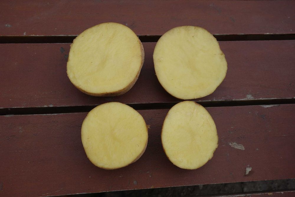 Ziemniaki jadalne Bryza