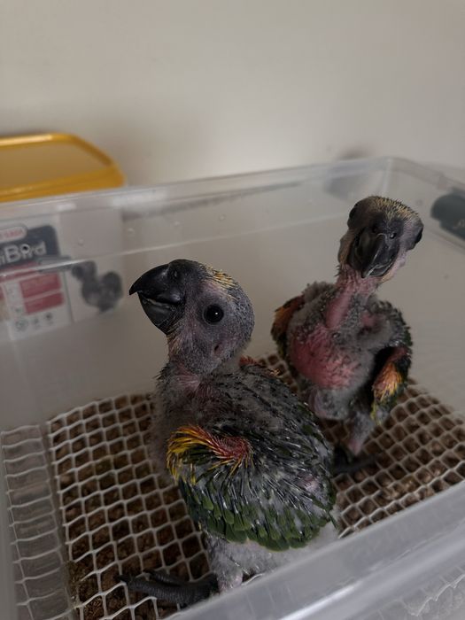 Papagaio amazonas aestiva macho com 4 meses