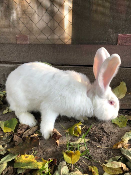 Продаються кролики