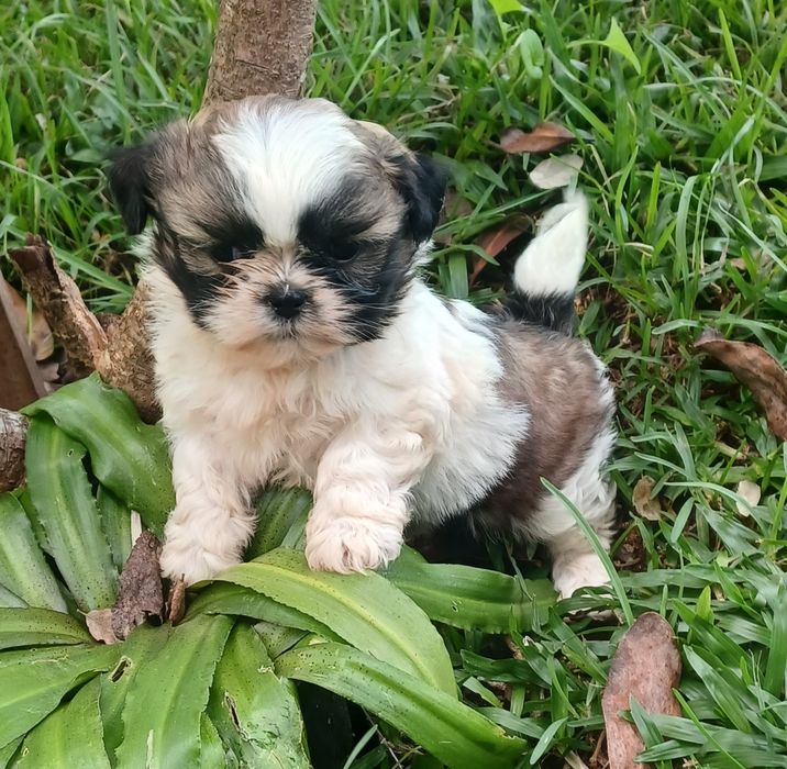 Shih-Tzu macho disponível