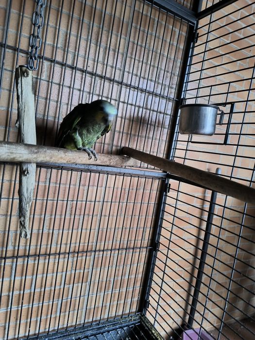 Amazona Amazonicos
