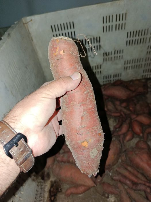 Vendo batata doce bio