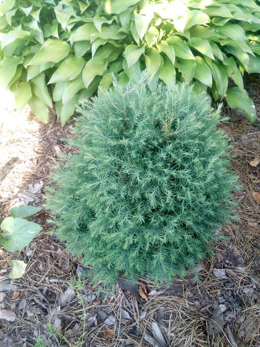 Туя вересковидная голубая. Укорененные черенки