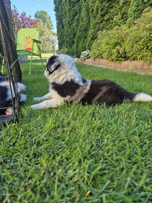 Suczka Border Collie