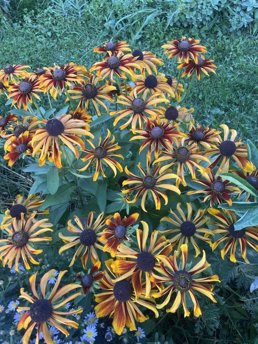 Rudbekia naga wysoka i inne,byliny wieloletnie