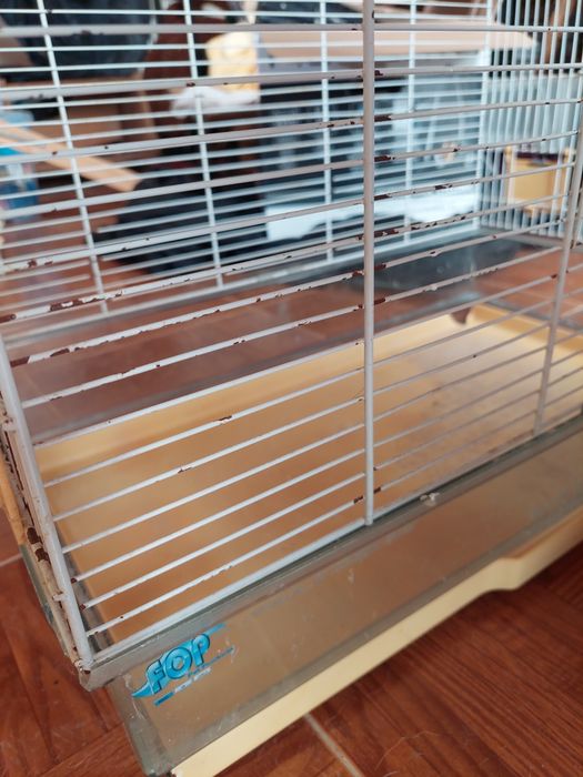 Gaiola com pé azul