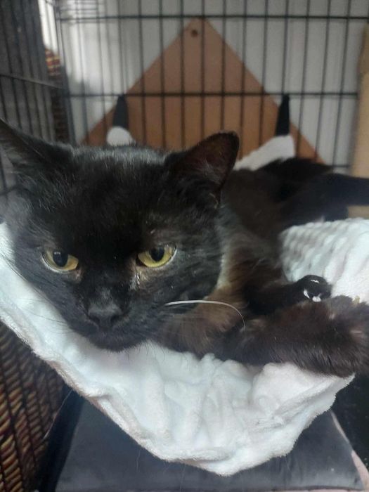 Yoko pilnie szuka domu!