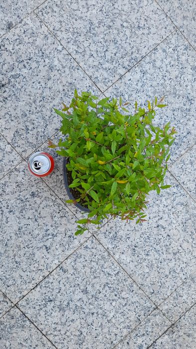 Bonsai Romãzeira