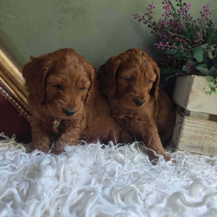 Cockapoo > cocker spanil & pudel > szczenięta.