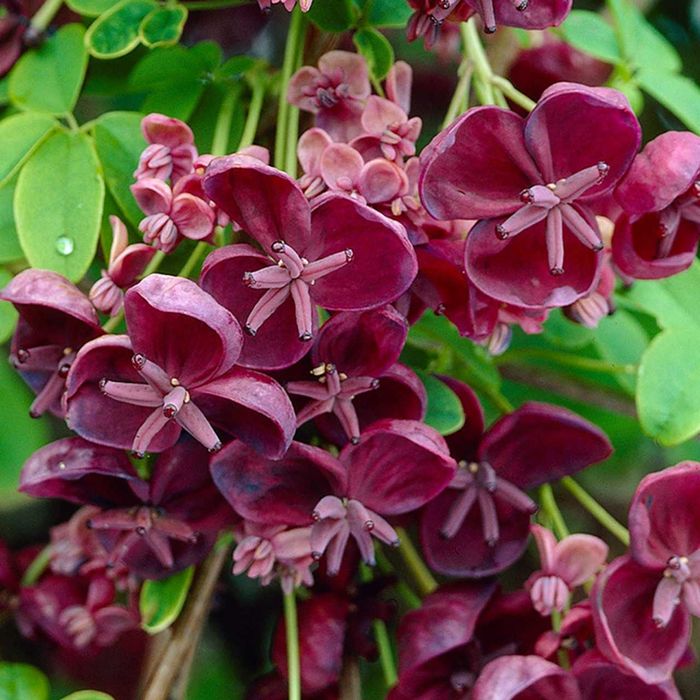 3 Sementes de Trepadeira Chocolate - Akebia quinata - rara