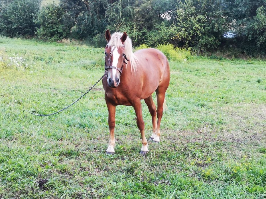 Продам молоду кобилу