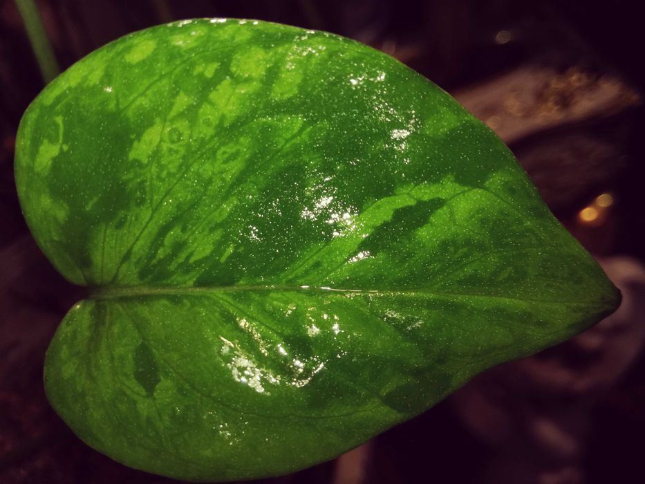 Epipremnum Pinnatum Victory Variegata albo monstera philodendron