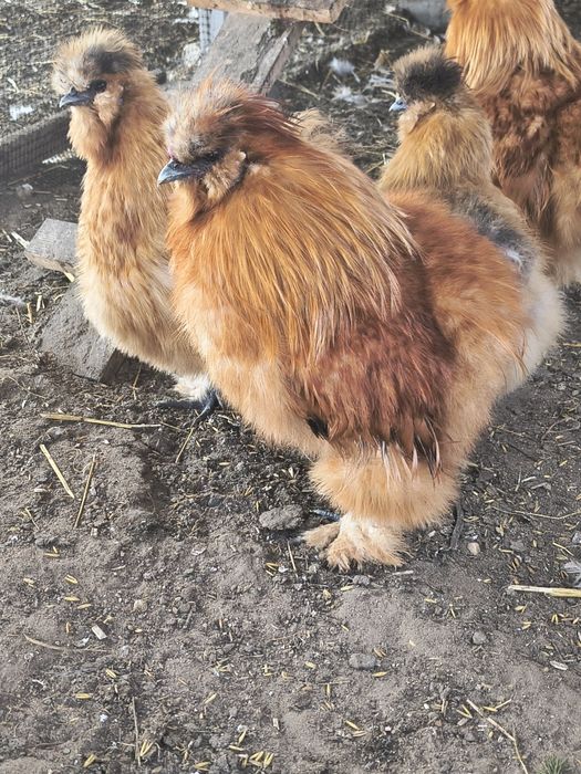 Kogut Silka zeszłoroczny