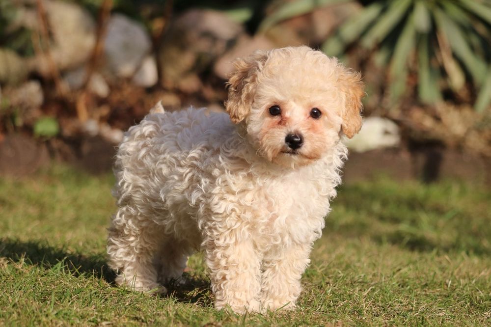 Piękny pudelek toy/miniaturka. Badania rodziców.Kremowy piesek