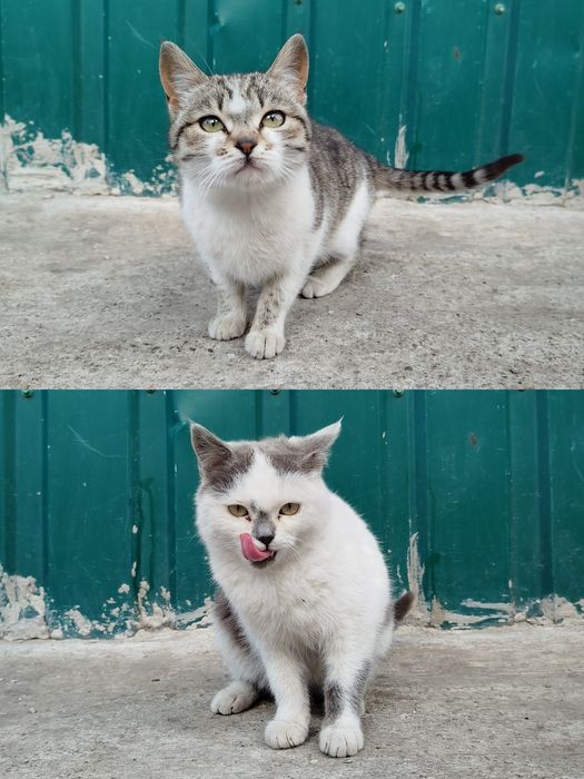 Отдам котят в хорошие руки