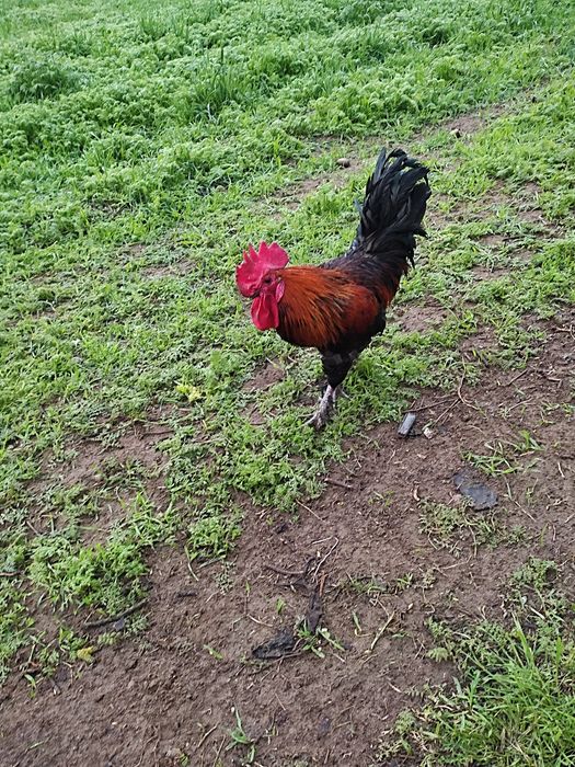 Sprzedam rocznego koguta