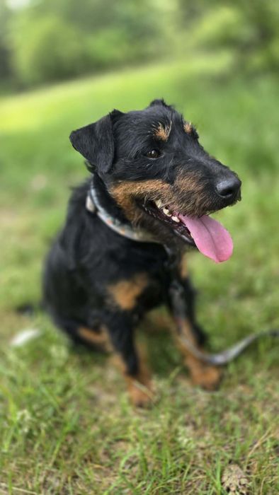OLAF pies do adopcji