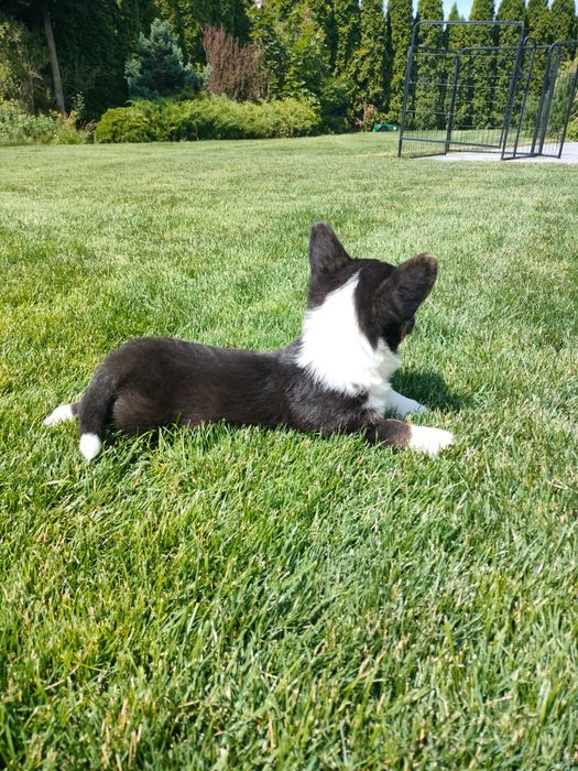 Welsh Corgi Cardigan FCI