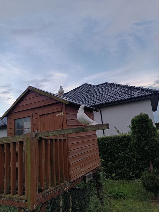 Pawiki ozdobne białe młode